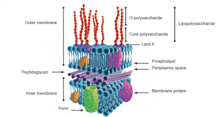 Endotoxins - All about toxins