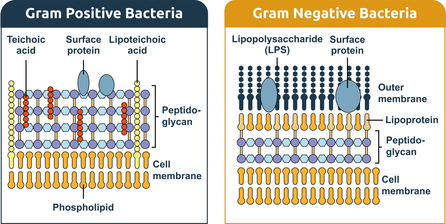 Our current understanding of endotoxins - All about toxins