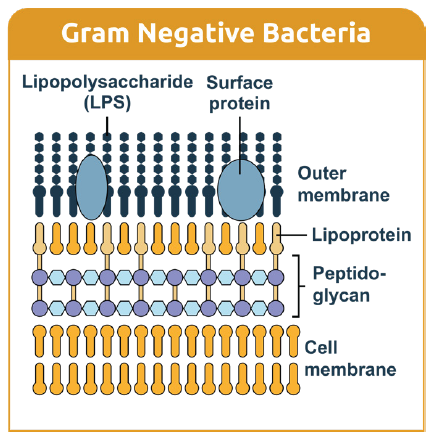 Endotoxins, enterotoxins, exotoxins, and mycotoxins in animal ...