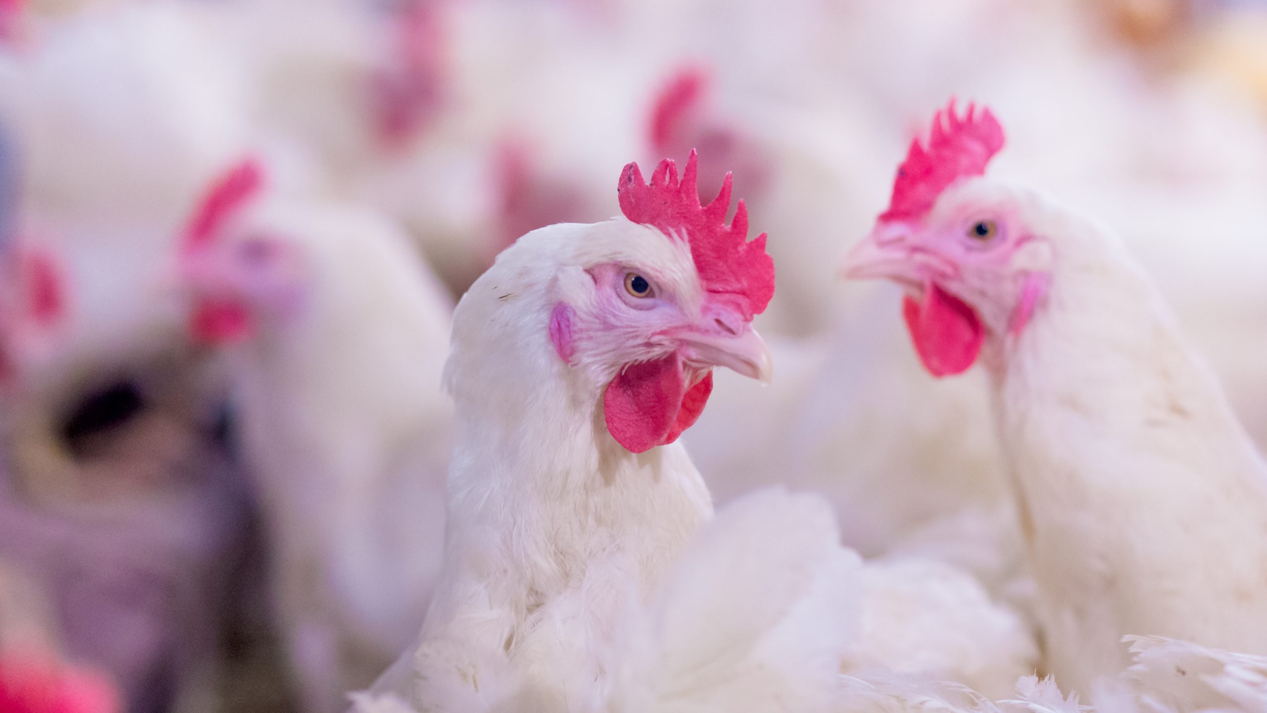 Gizzard erosion in broilers and the impact of avian adenoviruses All